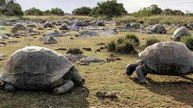 Seyşeller'in Aldabra Adasında 180 Bin Dev Kaplumbağa Belirlendi