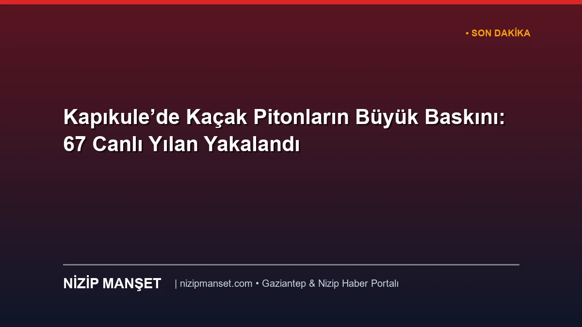 Kapıkule’de Kaçak Pitonların Büyük Baskını: 67 Canlı Yılan Yakalandı
