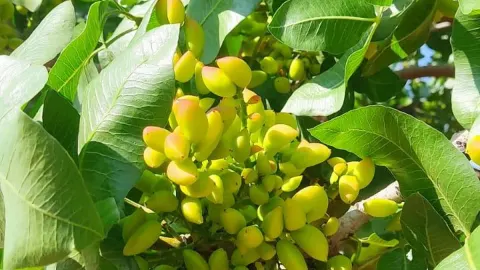 Nizip Ticaret Borsası'nda İbrahim Sarı yeniden başkan seçildi